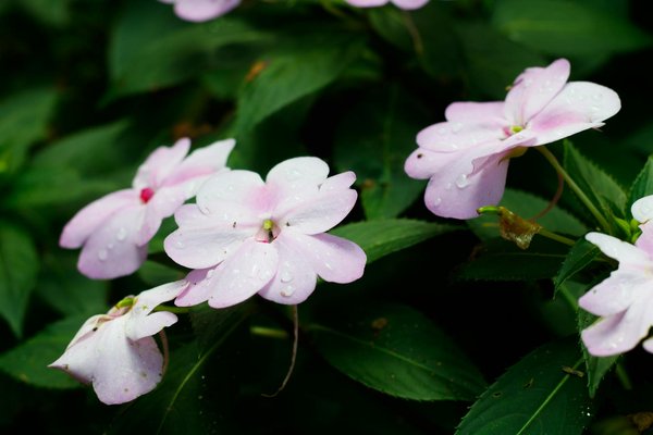 Concevoir son projet de piscine design